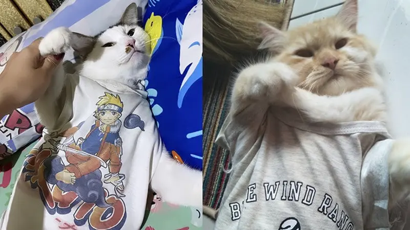 6 Potret Kucing Tidur Pakai Baju Kaus Ini Bikin Gemas, Layaknya Manusia