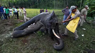 Petugas kehutanan India memotong gading dari seekor gajah liar yang telah mati di desa Panbari, India (2/11). Gajah liar tersebut mati karena keracunan makanan. (AFP Photo/Biju Boro)