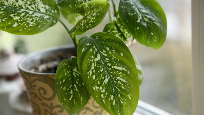 Cek Fakta Benarkah Tanaman Hias Ini Bisa Bikin Kematian Pada Anak Cek Fakta Liputan6 Com