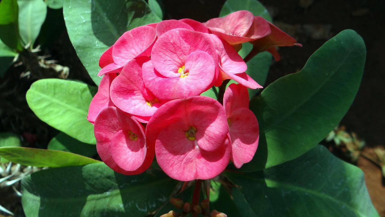 Euphorbia