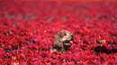 Seekor anjing duduk di ladang tulip dekat Grevenbroich, Jerman barat, pada 23 April 2021. Keberadaan hamparan bunga tulip dilahan seluas 100 hektare menjadi salah satu area budidaya bunga tulip yang terbesar di Jerman. (INA FASSBENDER / AFP)