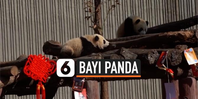 VIDEO: Sambut Tahun Baru Imlek, 10 Bayi Panda dipamerkan di Cagar Alam China