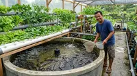 12 Trik Budidaya Lele Rumahan agar Ikan Tidak Banyak Mati dan Panen Optimal