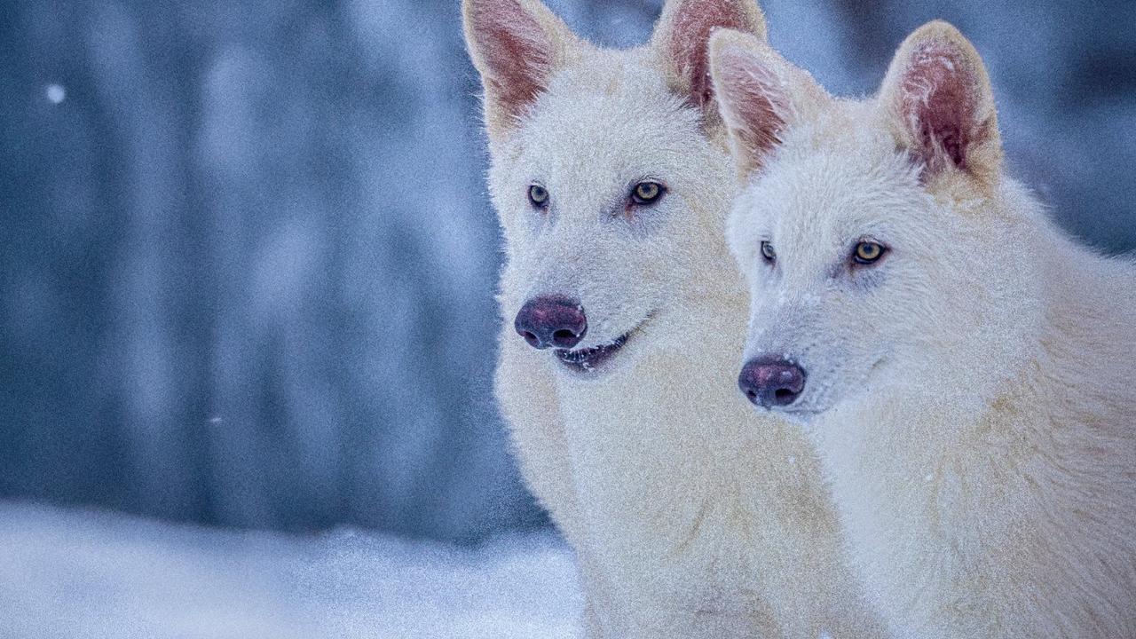 dire wolf