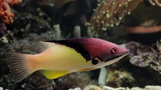 Ilustrasi Ikan Molly/Photo by kuritafsheen77 on Freepik