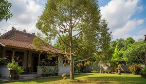 Jenis pohon durian lokal yang cepat berbuah di pekarangan. [Foto: Gemini]