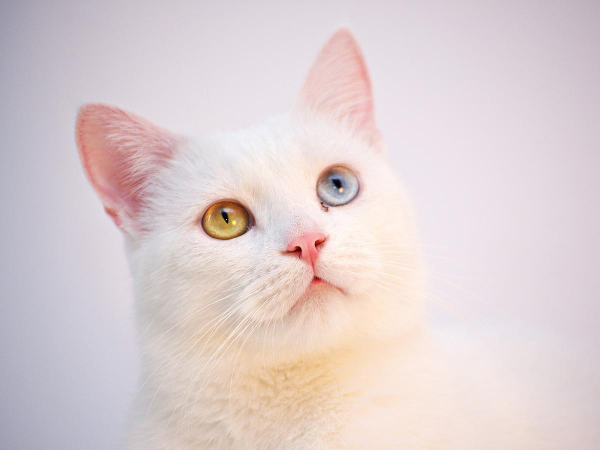 Harga kucing mata biru dan kuning