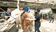 6 Momen Atta Halilintar Cari Hewan Kurban, Ukuran Sapi Bikin Melongo (Sumber: YouTube/ AH)