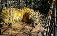 Harimau Sumatera Muda Berhasil Ditangkap di Riau, BBKSDA Ungkap Kondisinya