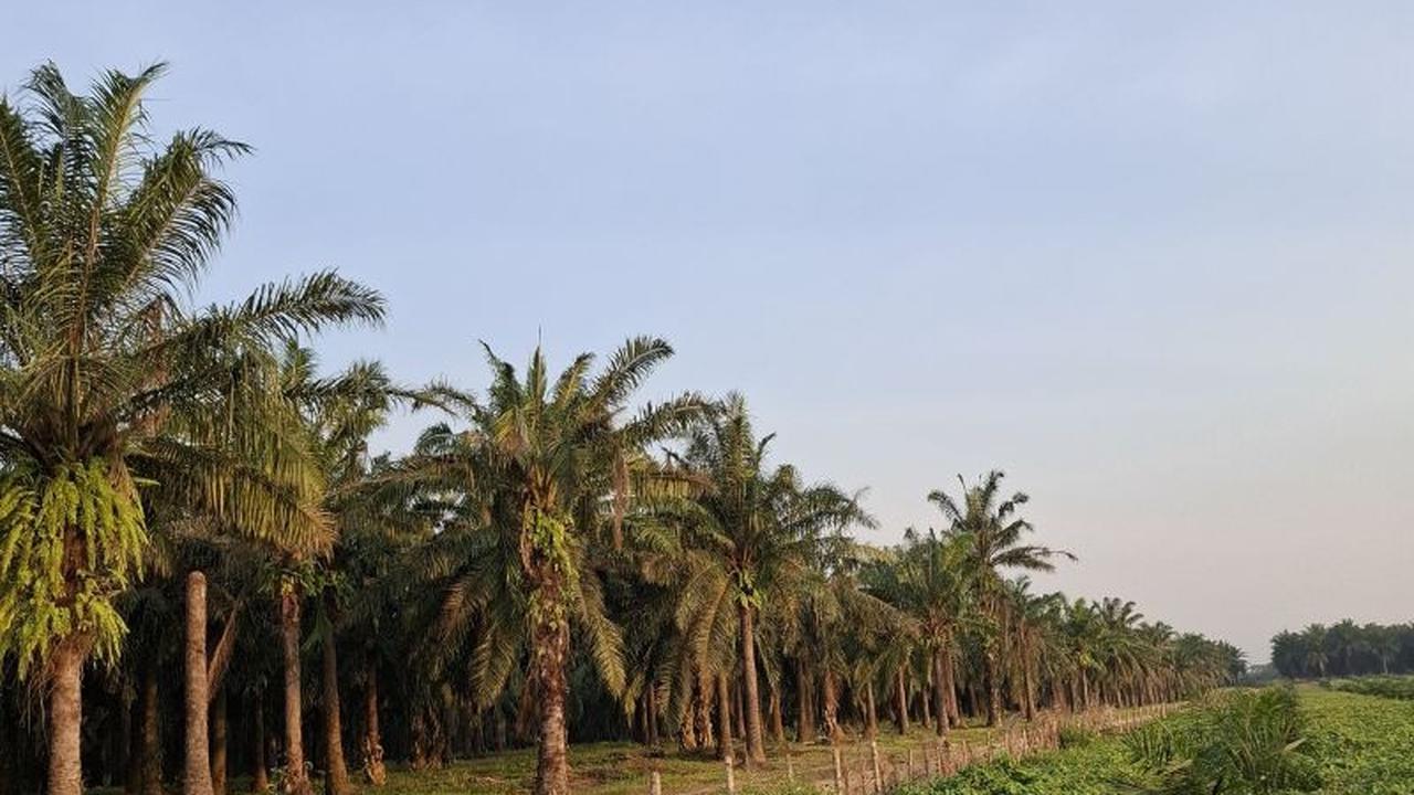 BPDP Siapkan Bantuan Rp1,34 Miliar untuk Tingkatkan Produktivitas Perkebunan Lampung di 2026