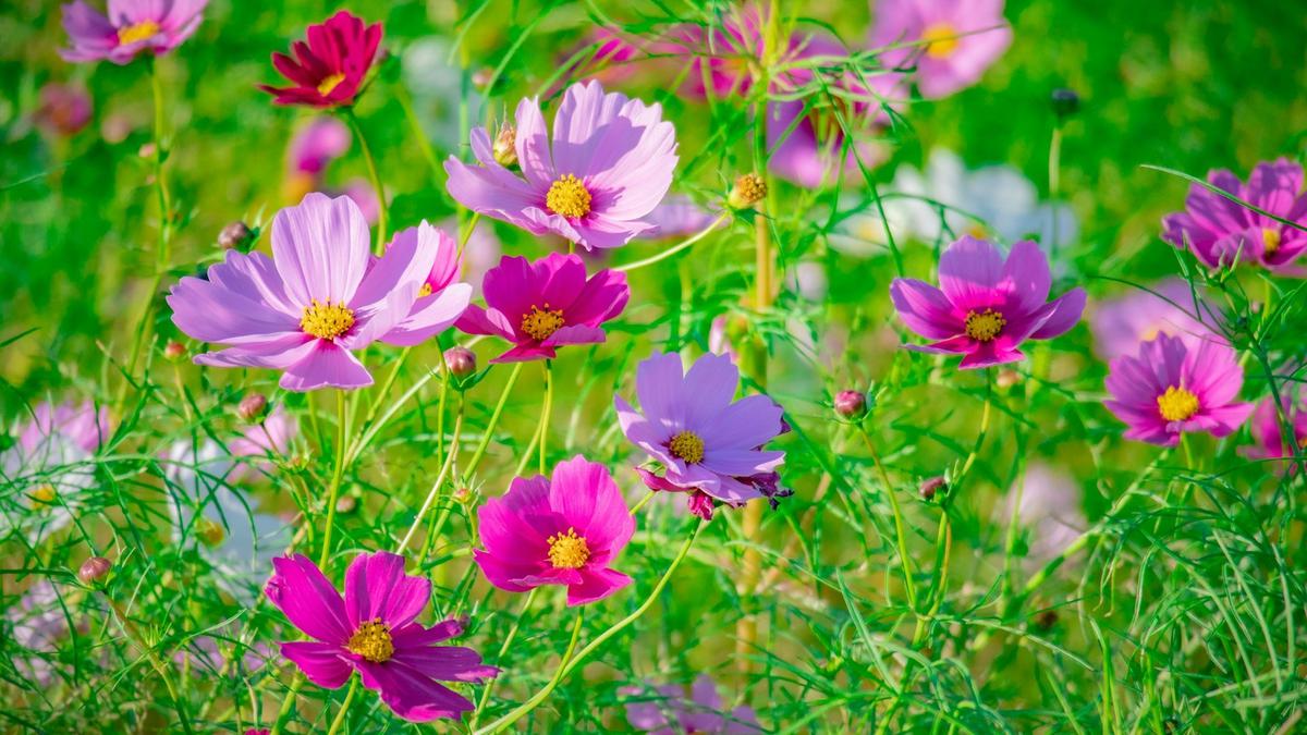 Cosmos