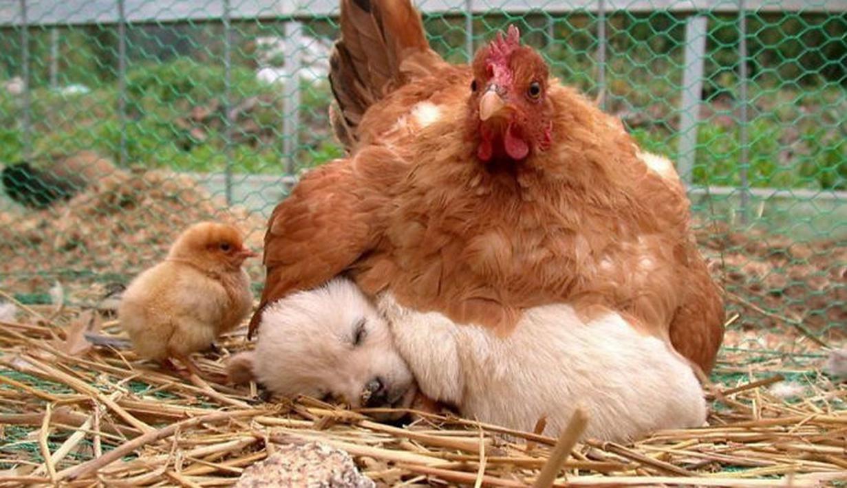 Foto Ini Buktikan Bahwa Induk Ayam Bisa Jadi Ibu Berbagai Hewan