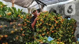 Pekerja beraktivitas di antara pohon jeruk imlek yang dijual di Meruya, Jakarta Barat, Kamis (12/1/2023). Permintaan jeruk kimkit meningkat jelang perayaan imlek karena dipercaya membawa keberuntungan. (Liputan6.com/Angga Yuniar)