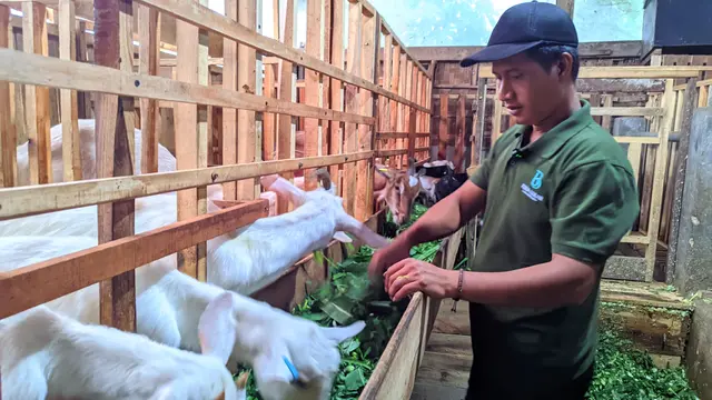 kambing sapera 1
