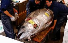 Ikan Tuna Biru Ini Laku Terjual Rp21 Juta, Beratnya 276 Kg