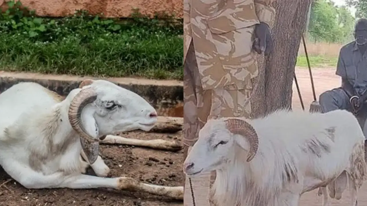 Kambing Dipenjara