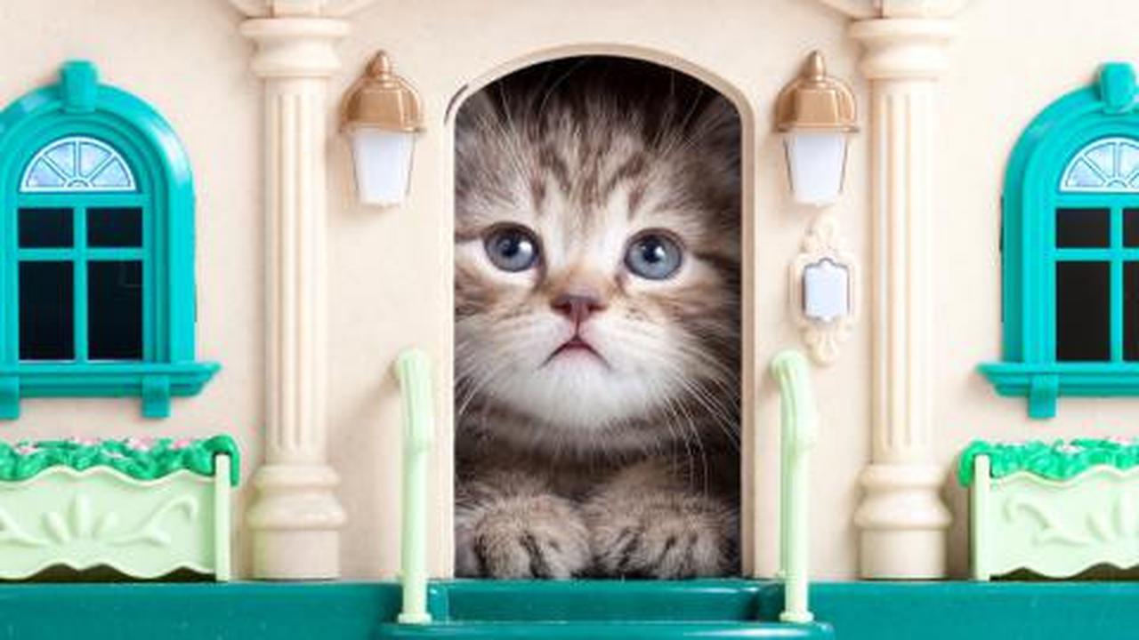 Inilah rumah impian bagi pecinta kucing