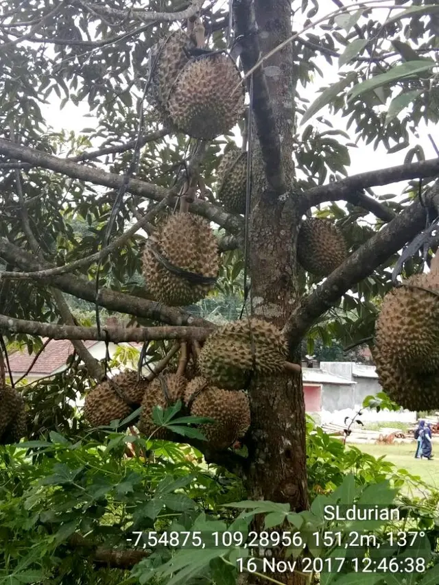Durian Bawor, Banyumas. (Liputan6.com/Humas Banyumas/Muhamad Ridlo)
