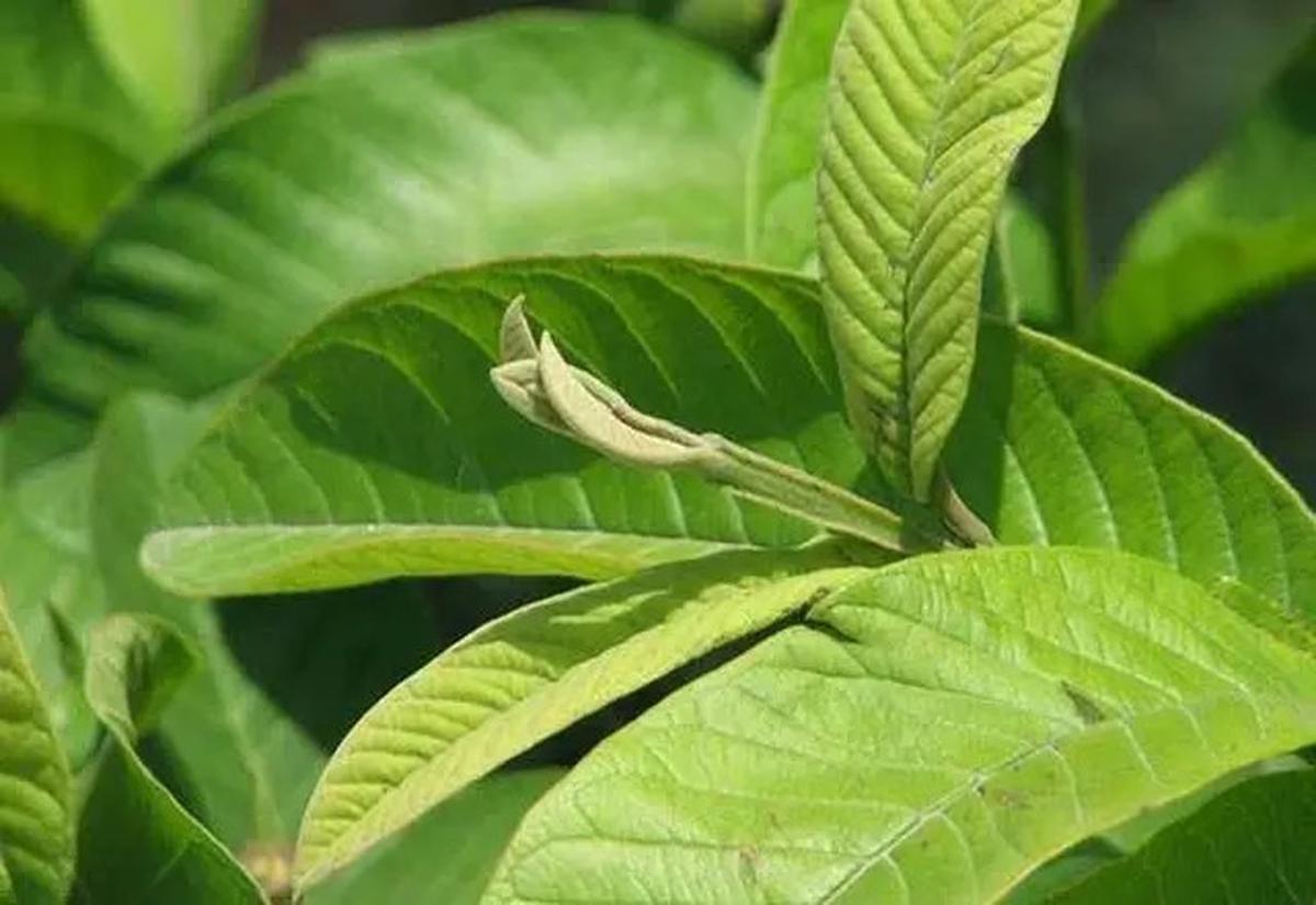 Resep Jamu Rebusan Daun untuk Turunkan Tekanan Darah Tinggi Secara Alami