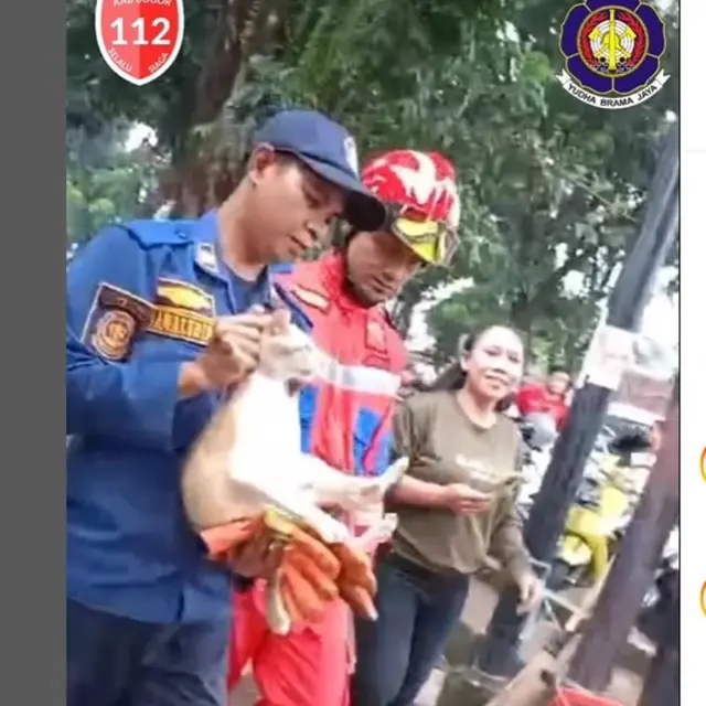 Suka Menggigit dan Cakar Warga, Kucing Oyen yang Ganas Akhirnya Ditangkap Petugas Damkar Bogor