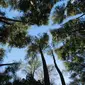 Wisata Hutan Pinus Dulamayo, Kabupaten Gorontalo (Arfandi Ibrahim/Liputan6.com)