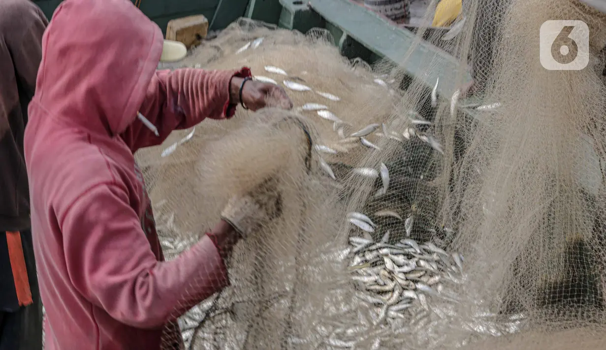 Nelayan mecopot ikan dari jaring hasil tangkapan di Muara Angke, Jakarta, Sabtu (26/2/2022). Regulasi KKP tentang pemberian kuota sistem kontrak dalam penangkapan ikan terukur ditujukan untuk memperbaiki tata kelola penangkapan ikan di wilayah perairan RI. (Liputan6.com/Faizal Fanani)
