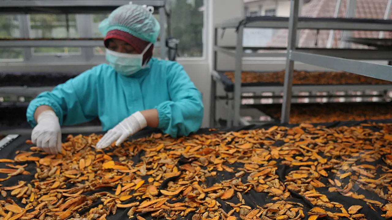Mengintip Proses Pembuatan Jamu Secara Modern