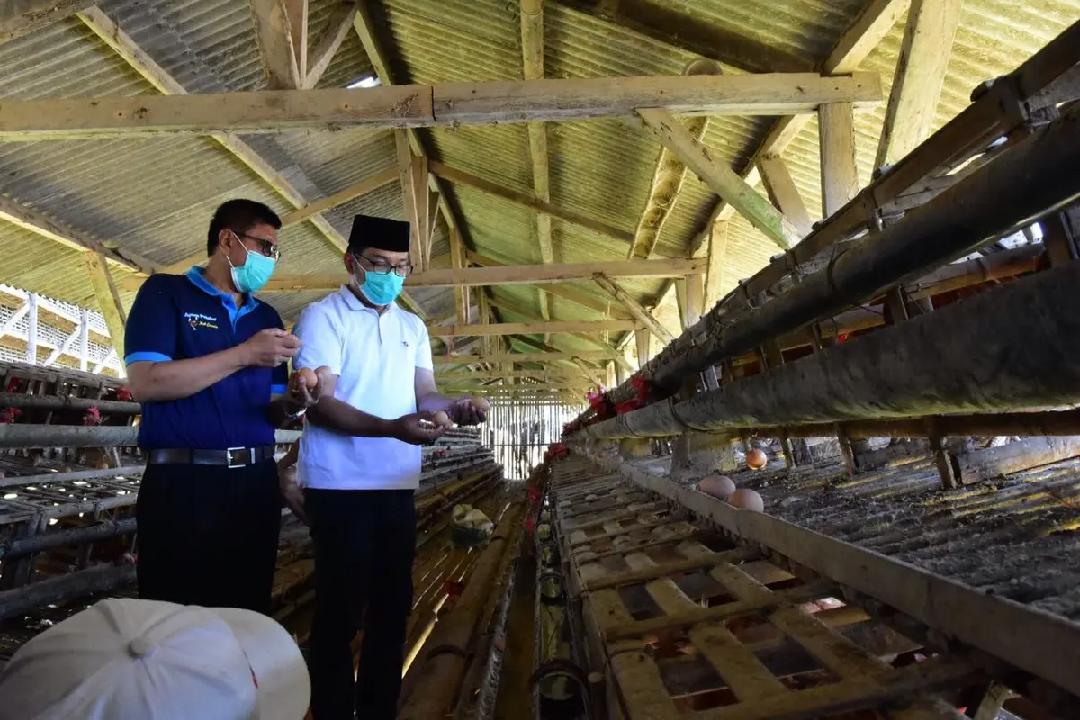 Calon Gubernur Jawa Barat Ridwan Kamil menyambangi Paguyuban Peternak Ayam Petelur Kabupaten Ciamis (P2APC) di Desa Cigembot, Muktisari, Ciamis (istimewa)