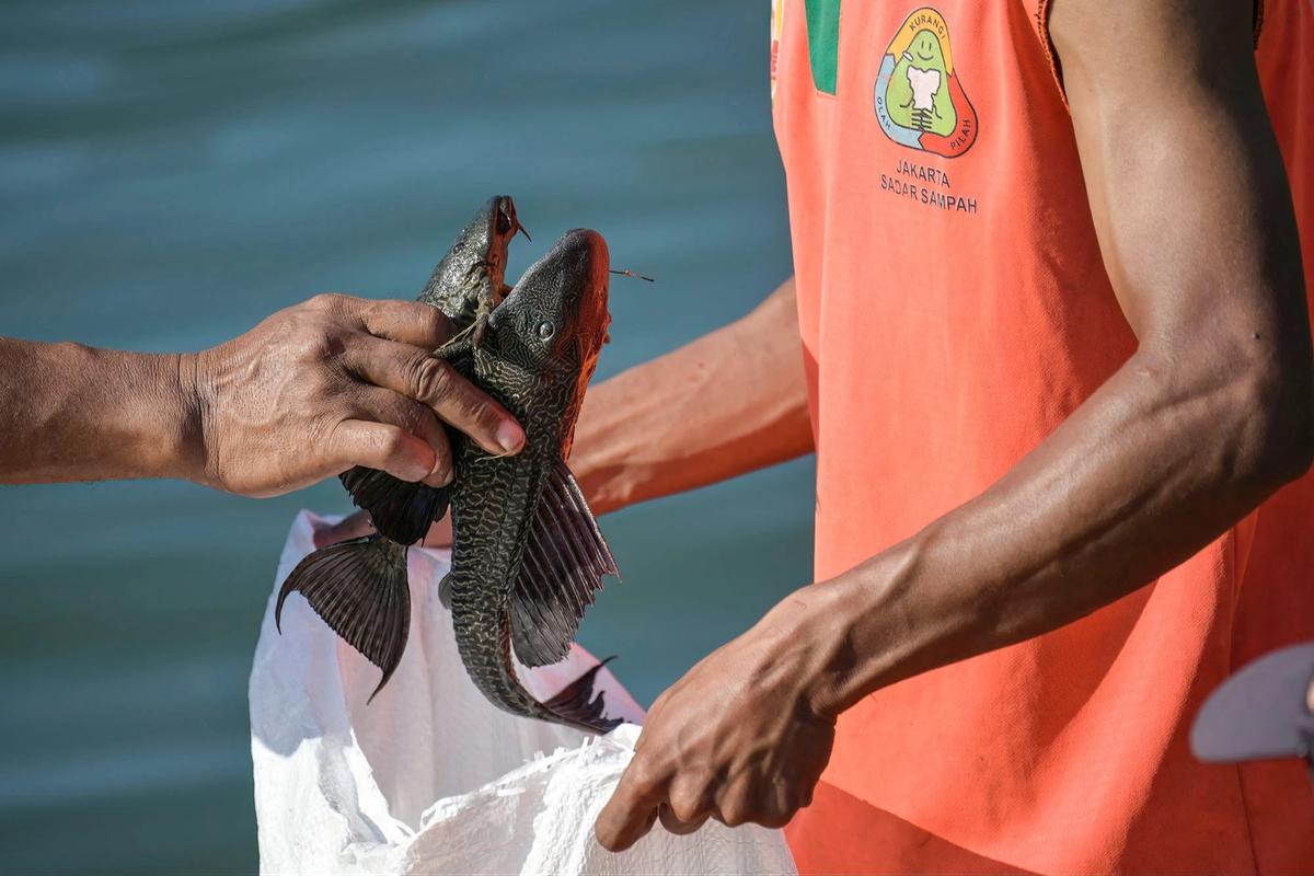 FOTO:Pemusnahan Ikan Sapu Sapu di Waduk Kaja Ciracas
