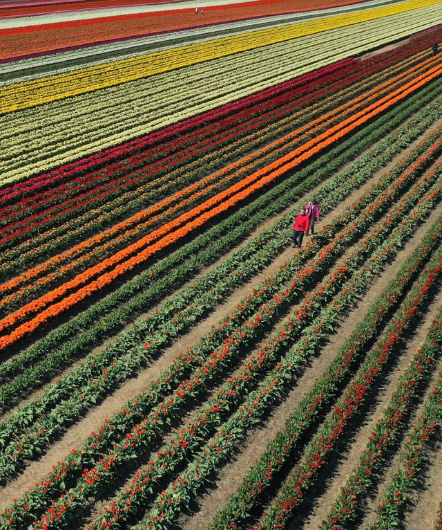 Ribuan Bunga Tulip Bermekaran di Jerman