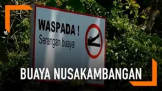 Warga yang bermukim di sekitar Nusakambangan dibuat geger dengan kemunculan beberapa ekor buaya.