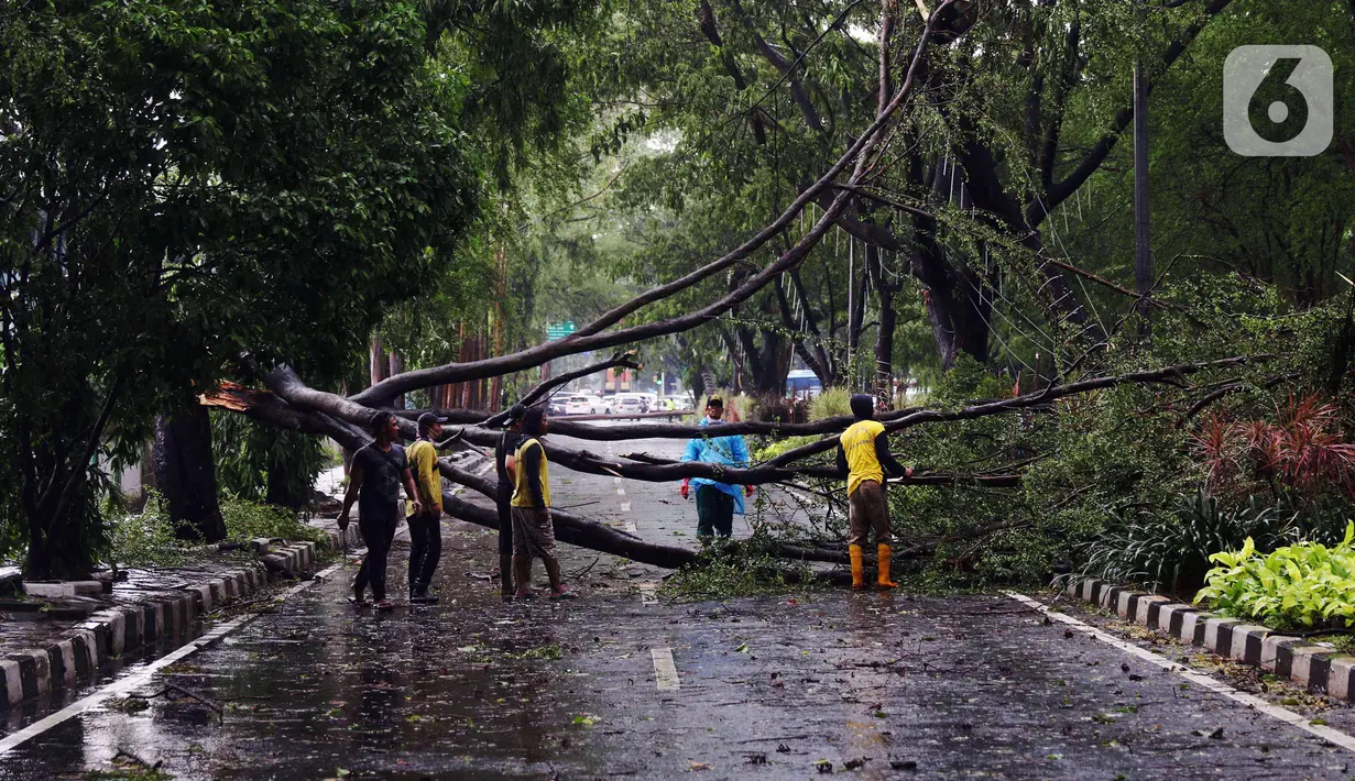 Petugas membersihkan dahan pohon tumbang yang melintang di sebuah jalan di Kota Tangerang, Banten, Kamis (23/12/2021). Puluhan pohon dan gapura tumbang akibat terjangan angin kencang saat hujan lebat melanda Kota Tangerang. (Liputan6.com/Angga Yuniar)
