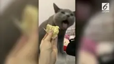 Kata siapa kalau cuma manusia yang tak suka buah durian. Ternyata, seekor kucing juga bisa lho!