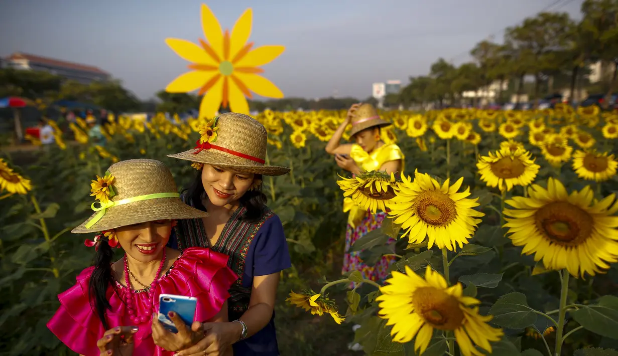 Pengunjung berselfie dengan latar belakang bunga matahari yang tengah mekar di sebuah ladang di Bangkok, Thailand, Rabu (13/1/2016). (REUTERS / Athit Perawongmetha)
