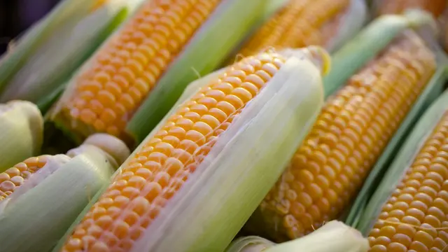 Jagung
