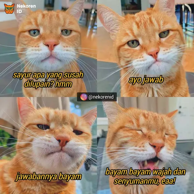 7 Meme Kucing Ngegombal Saat PDKT Ini Kocak Bikin Ngakak