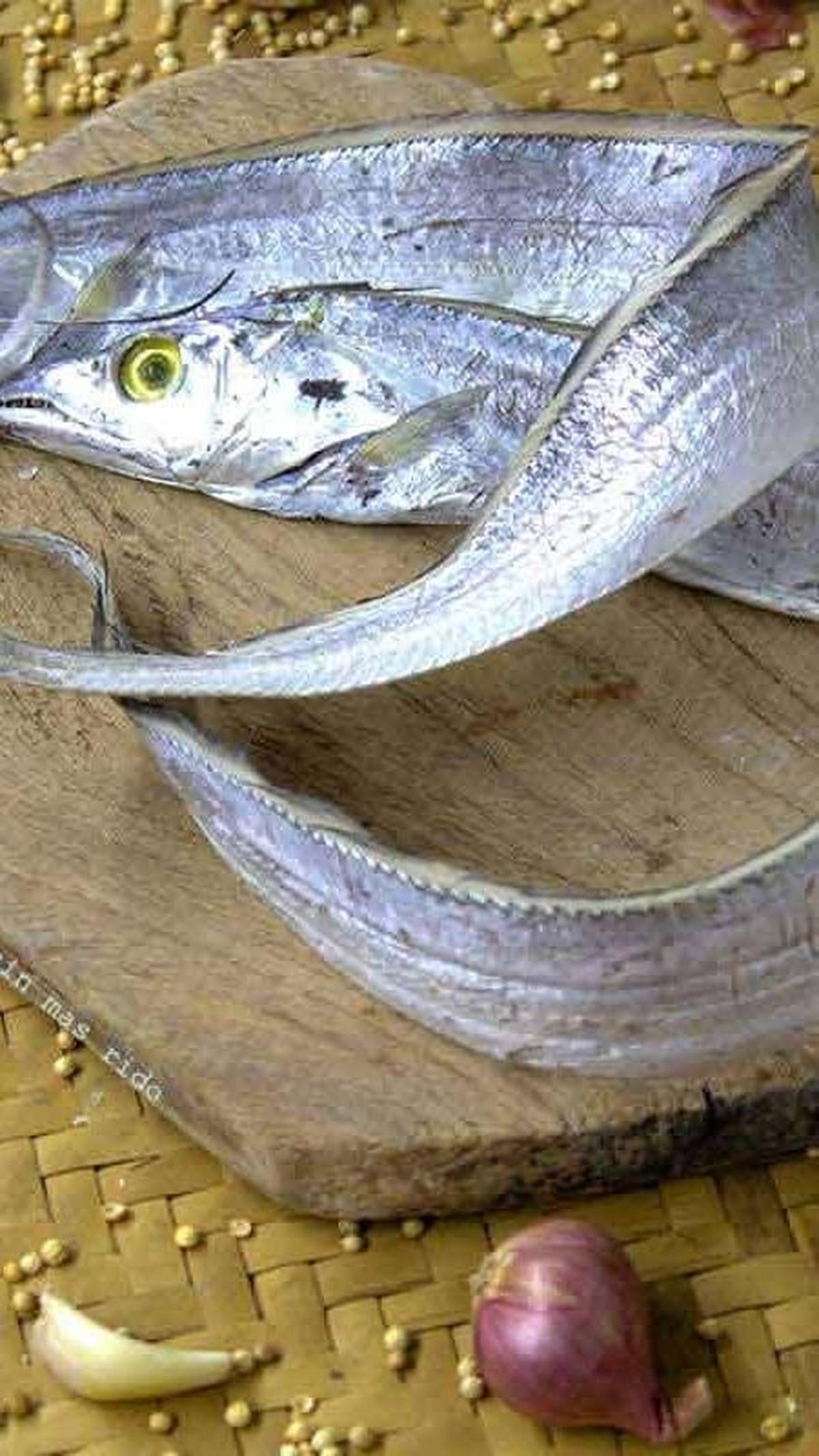 Ikan layur adalah salah satu jenis ikan laut yang sering dikonsumsi oleh masyarakat Indonesia karena mudah ditemukan di pasar dan harganya terjangkau. Ikan ini dapat ditemui di perairan tropis, terutama di wilayah Indo-Pasifik, mulai dari pesisir pantai
