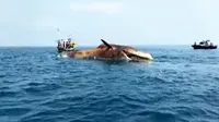 Bangkai Paus Ditenggelamkan ke Tengah Laut, Mengganggu Nelayan?