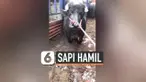 vertical sapi