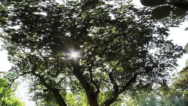 Bak Aplikasi Kencan, Pohon Oak di Jerman Punya Cara Unik Untuk Mempertemukan Cinta