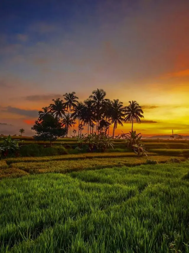 Persawahan Kadugede.
