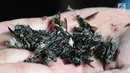 Petugas menunjukkan lalat tentara hitam mati di penangkaran Unit Pengolahan Sampah (UPS) 2 Sukmajaya Depok, Jawa Barat, Selasa (5/3). Lalat tentara hitam yang mati ini dapat dimanfaatkan untuk pakan ternak. (Liputan6.com/Herman Zakharia)