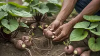 Cara Menanam Ubi Yakon dari Rimpang hingga Panen Melimpah untuk Pemula