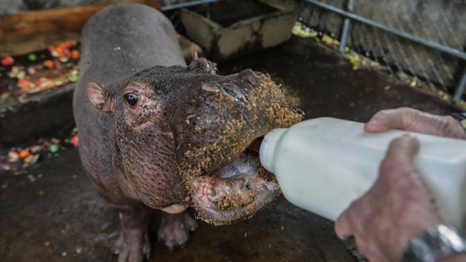 Dokter hewan Nikaragua Eduardo Sacasa memberi makan Fatima di sebuah kolam di Kebun Binatang Masaya, Nikaragua (6/9/2019). Fatima, bayi kuda nil berusia dua setengah tahun, ini diselamatkan dari sirkus. (AFP Photo/Inti Ocon)