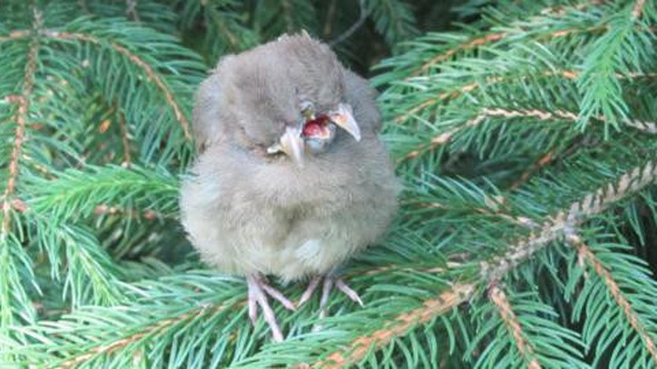 Beaker: Bayi burung berkepala dua, berparuh tiga