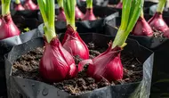 10 Cara Membuat Bawang Merah Berumbi Besar agar Hasil Panen Lebih Maksimal