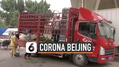 THUMBNAIL CORONA