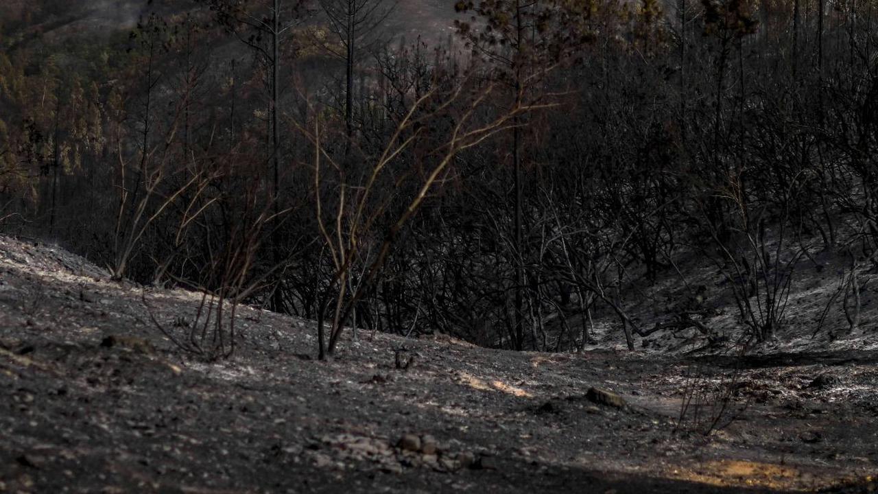 FOTO: Amukan Si Jago Merah Terus Menghanguskan Isi Hutan Portugal, Suhu Panas Ekstrem Jadi Penyebabnya