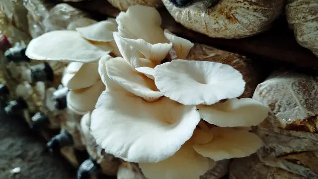 Budidaya Jamur Tiram di Mr Mushroom Klaten