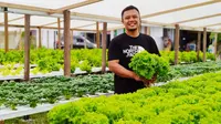 Rudy Adam petani hidroponik Gorontalo yang usahanya bertahan meski di tengah pandemi (Liputan6.com/Gorontalo)